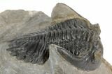Bargain, 2.5" Hollardops Trilobite Fossil - Ofaten, Morocco - #197122-3